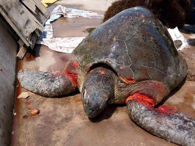 Rùa biển quý hiếm nặng hơn 70kg dạt bờ biển Nam Định