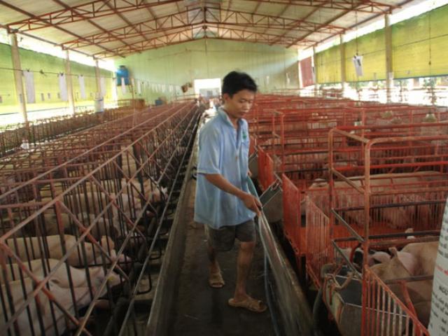 Thị trường - Tiêu dùng - Người nuôi heo mất 30.000 tỉ, khẩn cấp 'giải cứu'