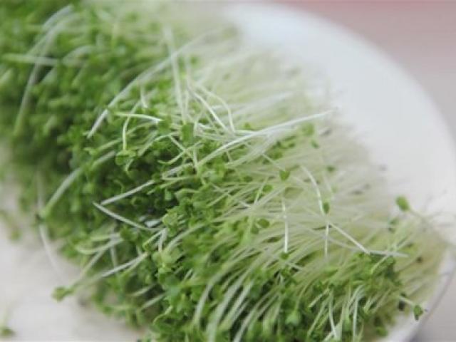 Sức khỏe đời sống - Nhiều lợi ích bất ngờ của rau mầm