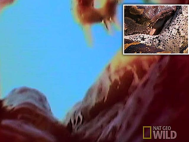 Thế giới - "Nấp" trong miệng trăn xem cảnh nuốt chửng linh dương