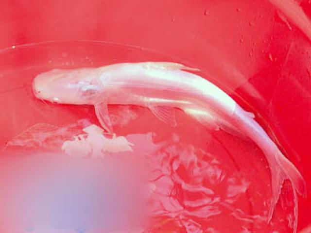 Tin tức trong ngày - Nông dân miền Tây bắt được cá tra bạch tạng quý hiếm