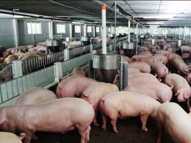 Thị trường - Tiêu dùng - Thịt lợn rẻ hơn rau, Bộ Nông nghiệp "cầu cứu" Thủ tướng