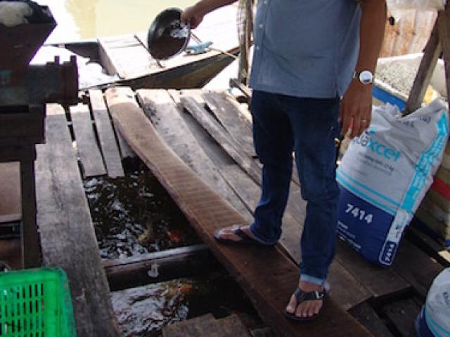 Thị trường - Tiêu dùng - Đồng Nai: Đến lượt "vỡ trận" giá cá chỉ còn 25.000 đồng/kg