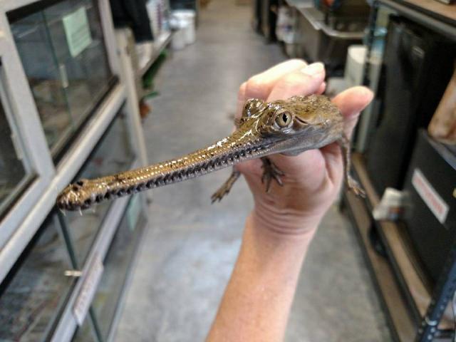 Thị trường - Tiêu dùng - Quái dị: Loài cá có mõm dài cực "độc" giá nghìn đô, chơi làm cảnh