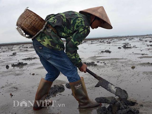 Thị trường - Tiêu dùng - Cận cảnh giun biển nhiều nhung nhúc, dân đào mỏi tay thu tiền triệu