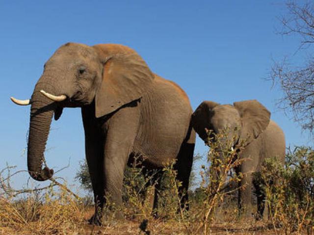 Thế giới - 730.000 con voi ở châu Phi "bốc hơi" đi đâu?
