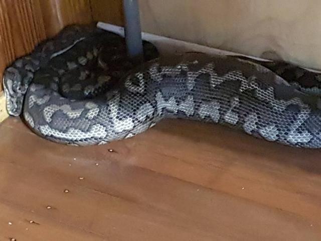 Thế giới - Úc: Thấy nóc thủng, tìm ra trăn khổng lồ trong nhà