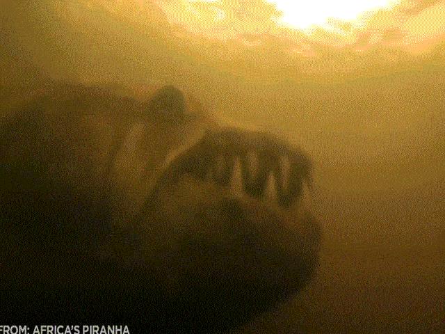 Thế giới - Loài "thủy quái" khổng lồ dữ tợn hơn "hung thần Amazon"