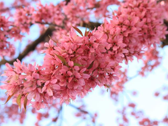 Du lịch - 30/4, "đưa nhau đi trốn" dưới con đường rực hồng hoa anh đào ở TQ