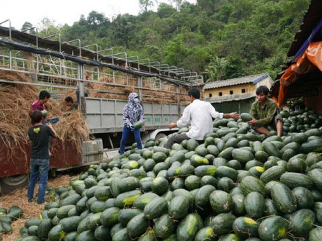 Thị trường - Tiêu dùng - Trung Quốc đổi hướng, chê dưa hấu Việt Nam trái to