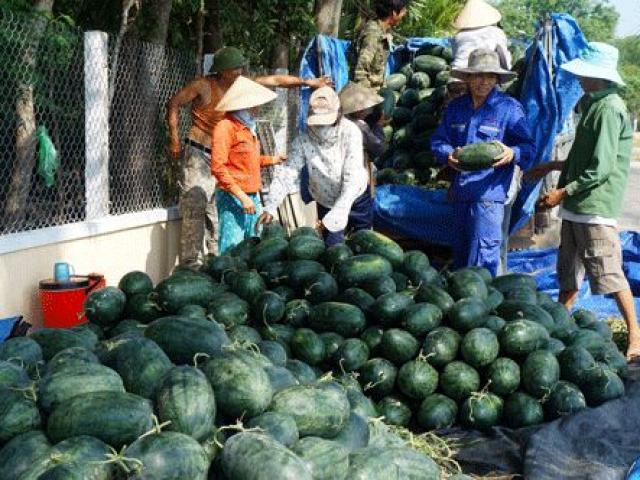 Thị trường - Tiêu dùng - Nông dân xứ Quảng cười với dưa, khóc vì ớt