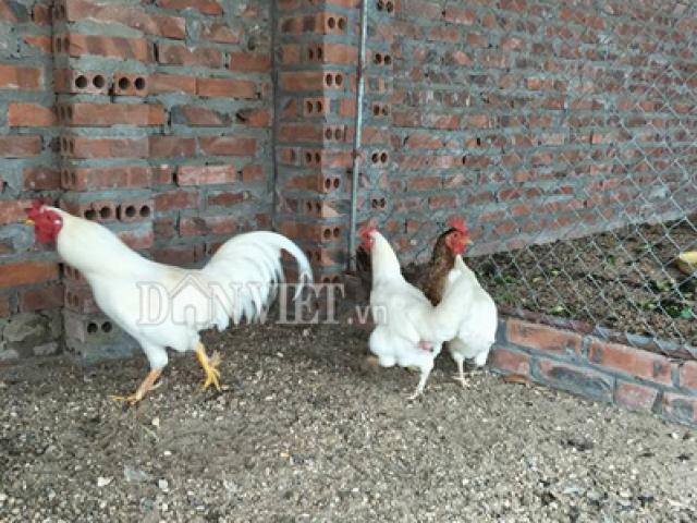 Tin tức trong ngày - Tận mắt thấy đàn gà chín cựa bạch tạng ở Hải Dương