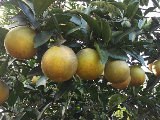 Thị trường - Tiêu dùng - Vì sao cam Cao Phong chưa từng phải nhờ đến cộng đồng “giải cứu”?