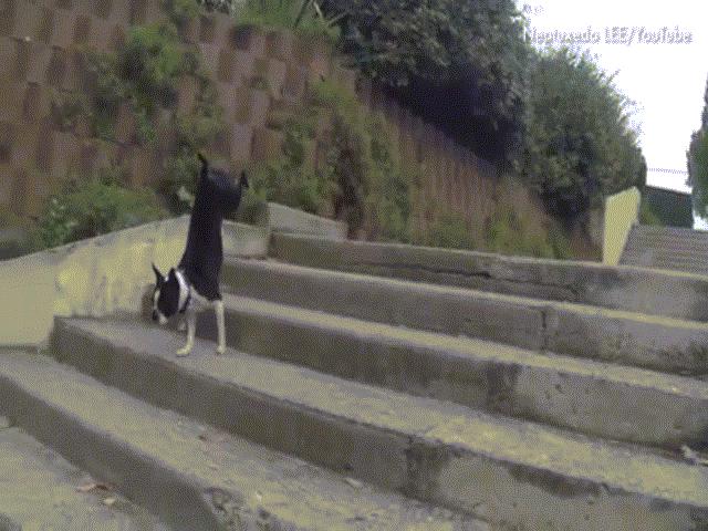 Bạn trẻ - Cuộc sống - Clip: Những cách leo cầu thang "siêu lầy" của chó cưng