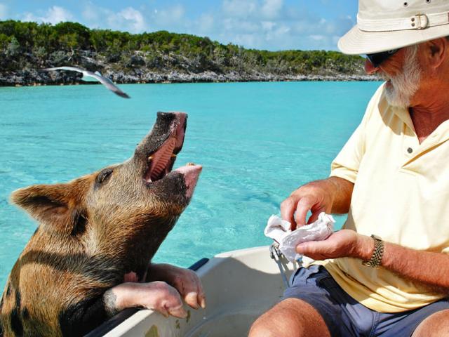 Du lịch - Khám phá thiên đường của lợn hoang ở Bahamas