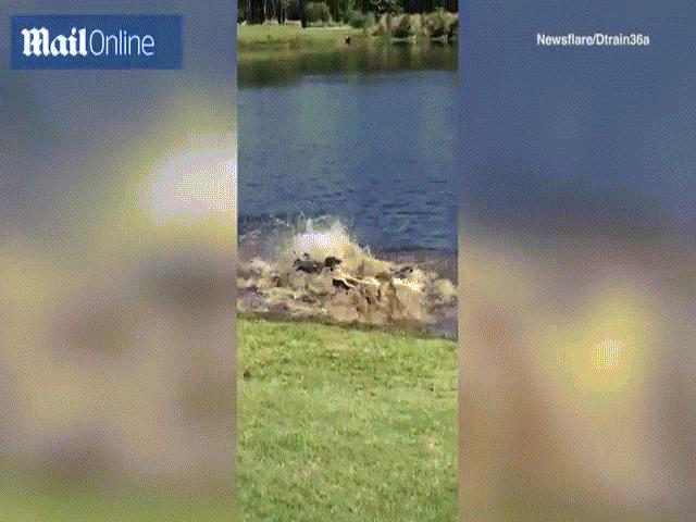 Thế giới - Cá sấu "khủng" đại chiến trên sân golf Mỹ