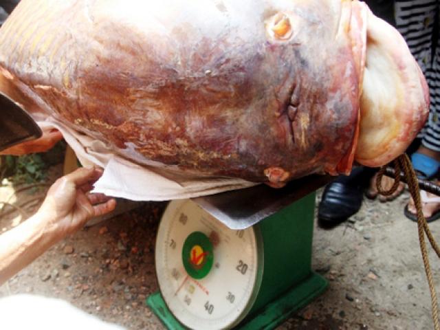 Tin tức trong ngày - Bắt được "quái ngư" trên sông Đồng Nai, bán gần trăm triệu