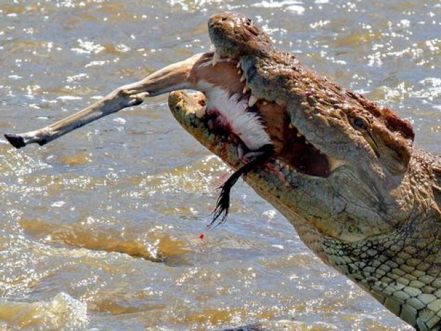 Thế giới - Cá sấu khổng lồ đớp chết linh dương “trong một nốt nhạc”