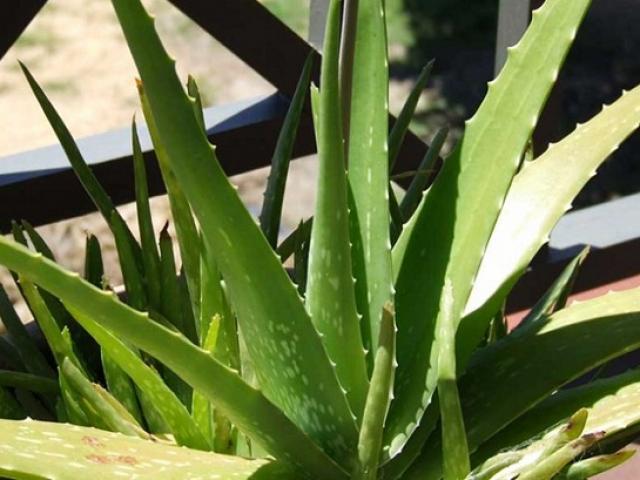 Sức khỏe đời sống - Trồng cây gì trong phòng để giúp dễ ngủ?