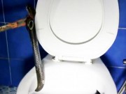 Phi thường - kỳ quặc - Video: Rắn hổ mang chiếm cứ toilet trừng mắt nhìn người