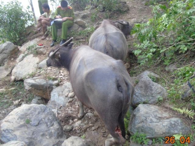 Pháp luật - Bắt thủ phạm chém đứt gân hàng chục con trâu ở Thanh Hóa