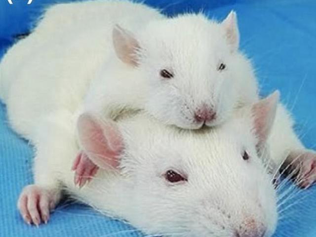 Phi thường - kỳ quặc - TQ: Ghép thành công đầu chuột, sắp ghép đầu người