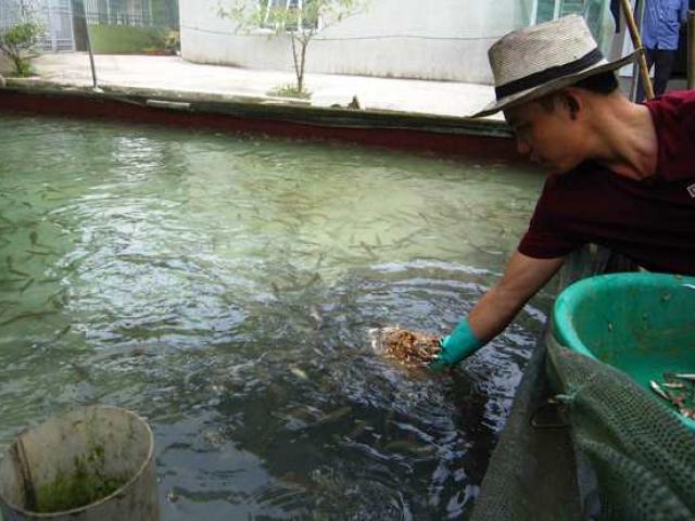 Thị trường - Tiêu dùng - Chỉ 1 sào đất xây bể nuôi cá lóc, nông dân "đút túi" non tỷ bạc/năm