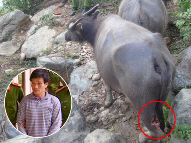 Pháp luật - Gia cảnh éo le của thủ phạm chém đứt gân hàng chục con trâu