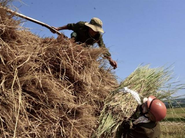 Thị trường - Tiêu dùng - Quảng Ngãi: Nhiều người tranh mua, rơm "đắt như tôm tươi"