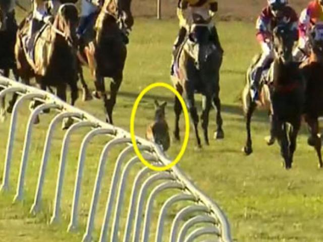 Thể thao - "Sinh vật lạ" đại náo đường đua hạ gục "Siêu chiến mã"