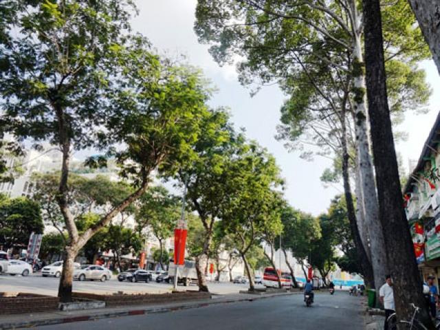 Tin tức trong ngày - Sắp "khai tử" hàng chục cây cổ thụ ở trung tâm Sài Gòn