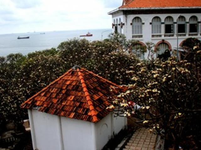 Rừng hoa sứ nơi vua Thành Thái bị giam lỏng nở hoa tuyệt đẹp