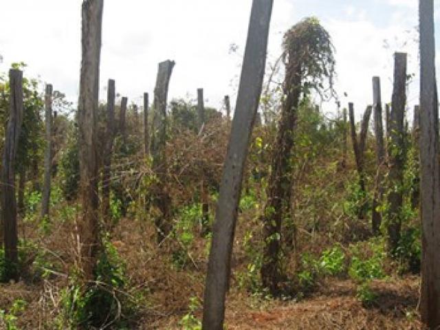 Thị trường - Tiêu dùng - Ngồi trên đống lửa nhìn cây tiêu chết hàng loạt