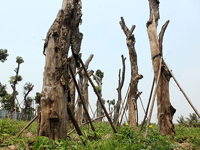 Hà Nội: Hàng loạt “lão” xà cừ chết khô tại vườn ươm