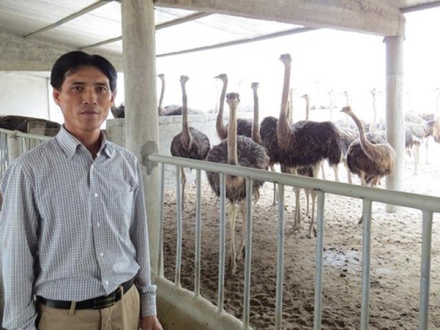 Thị trường - Tiêu dùng - Nuôi "chim khổng lồ" chỉ chạy, không bay, kiếm tiền tỷ mỗi năm