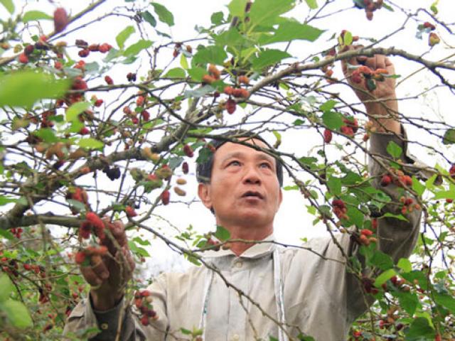 Thị trường - Tiêu dùng - "Câu" mỗi năm 200 triệu đồng từ trồng dâu ta ăn quả