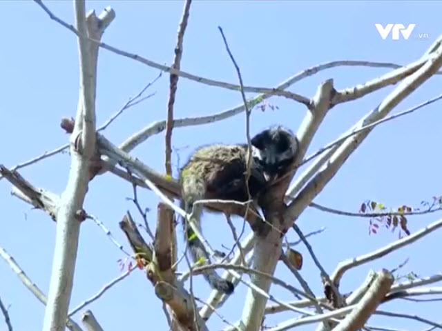 Du lịch - Đắm chìm trong thế giới cà phê ở Tây Nguyên