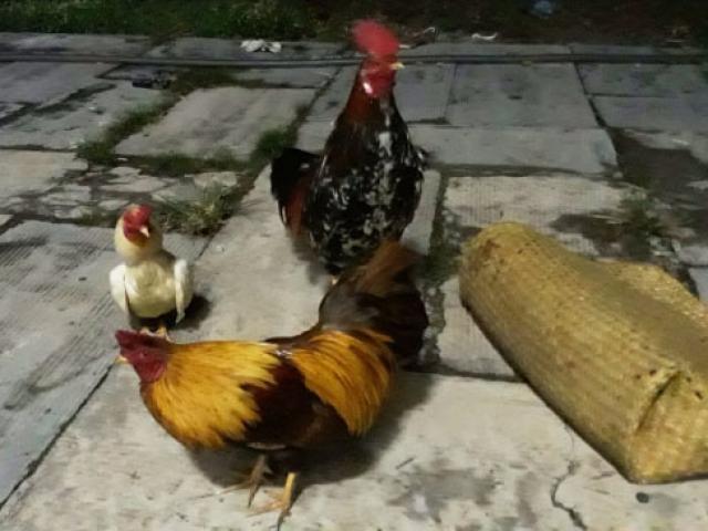 Pháp luật - Dùng súng cướp gà, dọa bắn công an để tẩu thoát