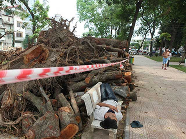 Tin tức trong ngày - Hà Nội chặt hạ hàng loạt cây xà cừ trong Công viên Thống Nhất