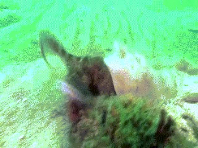 Quái vật biển sâu ”tàng hình” xé xác bạch tuộc khổng lồ