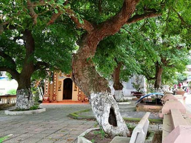Tin tức trong ngày - Bí mật về bốn "cụ cây", đại gia trả 8 tỉ nhưng cả làng không bán