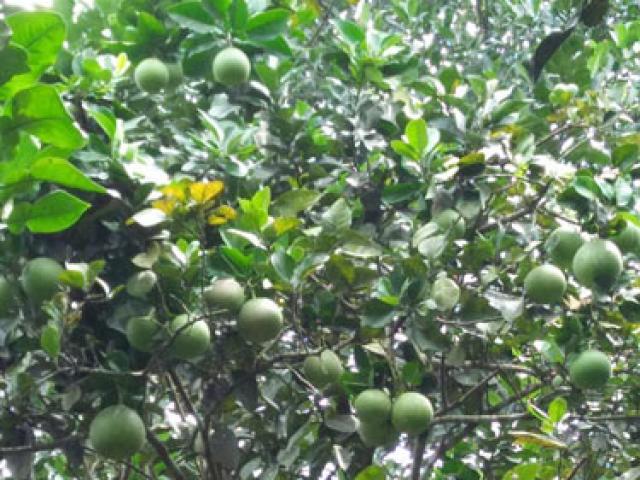 Thị trường - Tiêu dùng - Bưởi lạ trồng đất quen-dân Đà thành kiếm bộn tiền tiêu