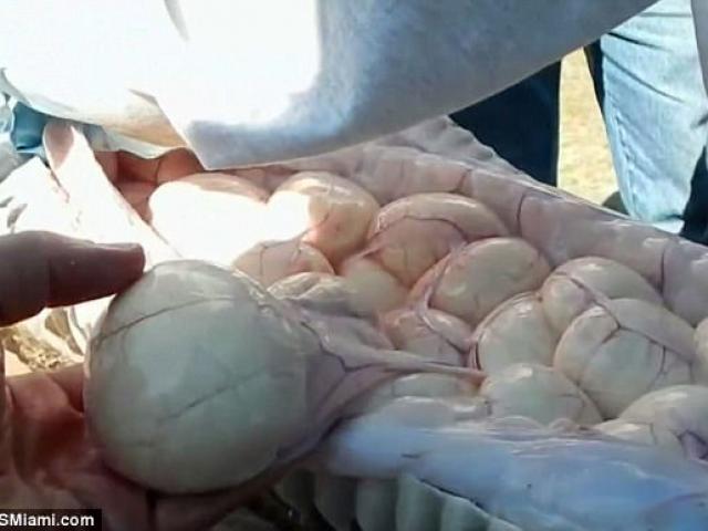 Thế giới - Mỹ: Tay không bắt trăn khổng lồ, mổ ra diệt 78 quả trứng