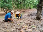 Thị trường - Tiêu dùng - Cây tỷ đô rụng quả hàng loạt: Nông dân mất hàng trăm triệu đồng