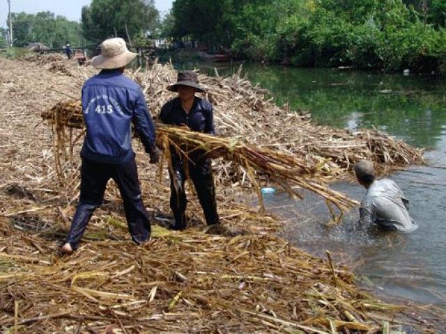 Thị trường - Tiêu dùng - 500.000 đồng cho một ngày thu mía, hái tiêu, nhà nông khó thuê người