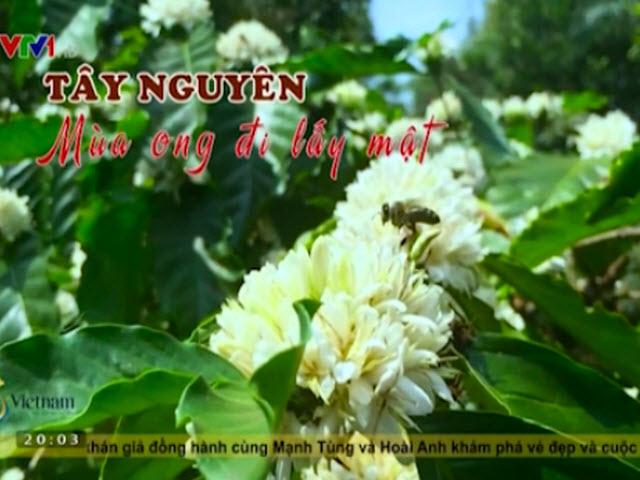 Du lịch - Tây Nguyên mùa ong đi lấy mật