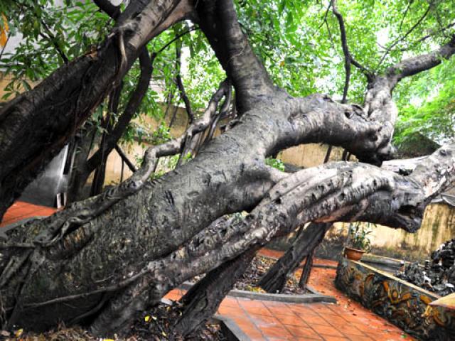 Du lịch - Khám phá ngôi đình có nhiều cây cổ thụ quý giữa lòng Thủ đô