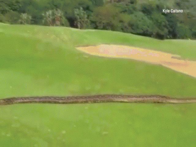 Thế giới - Video: Trăn "khủng" dài 4 mét đại náo sân golf ở Nam Phi