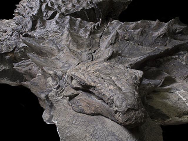 Hóa thạch khủng long nguyên vẹn hơn 100 triệu năm