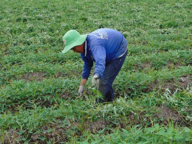 Thị trường - Tiêu dùng - Trồng khoai lang trên đất lúa thu lãi trên 10 triệu đồng/công
